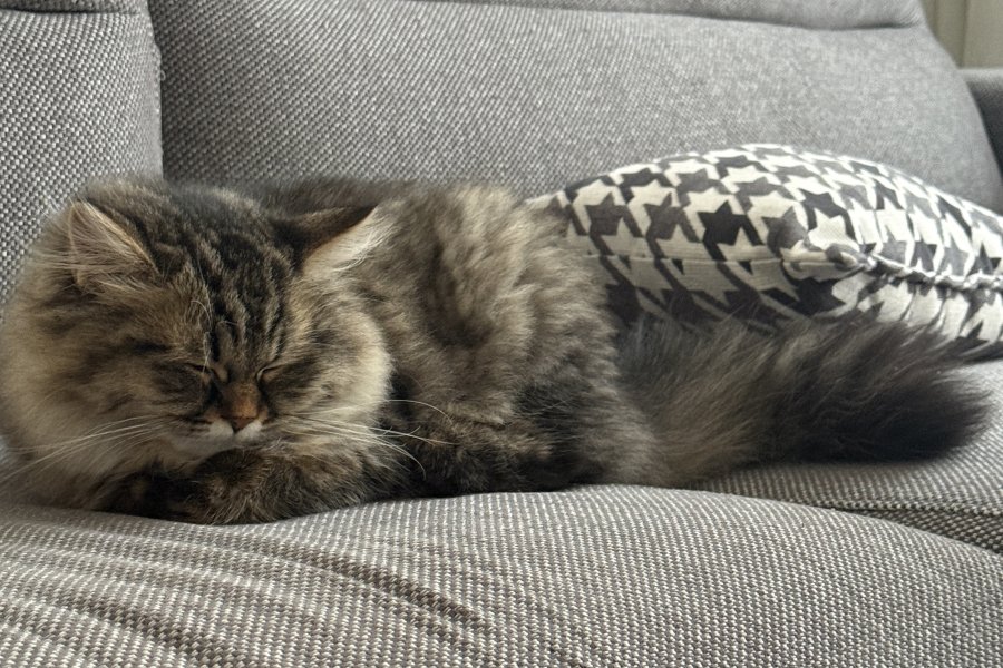 British Longhair Ücretsiz Sahiplendirme 2