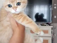 Ny11 Scottish Fold Sahiplendirme