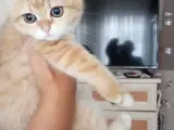 Ny11 Scottish Fold Sahiplendirme