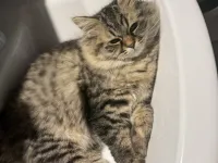 British Longhair Ücretsiz Sahiplendirme