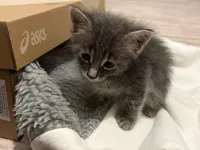 3 haftalık erkek tekir kedi