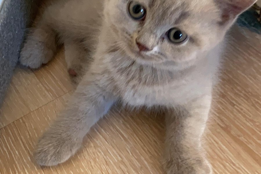 British shorthair safkan erkek yavrularımız 3
