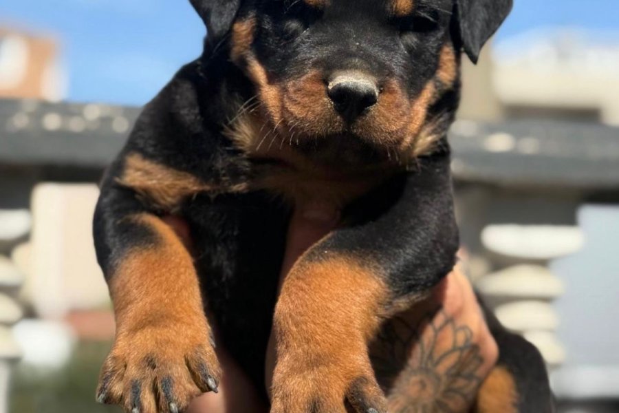 Rotweiler 2,5 aylık 2