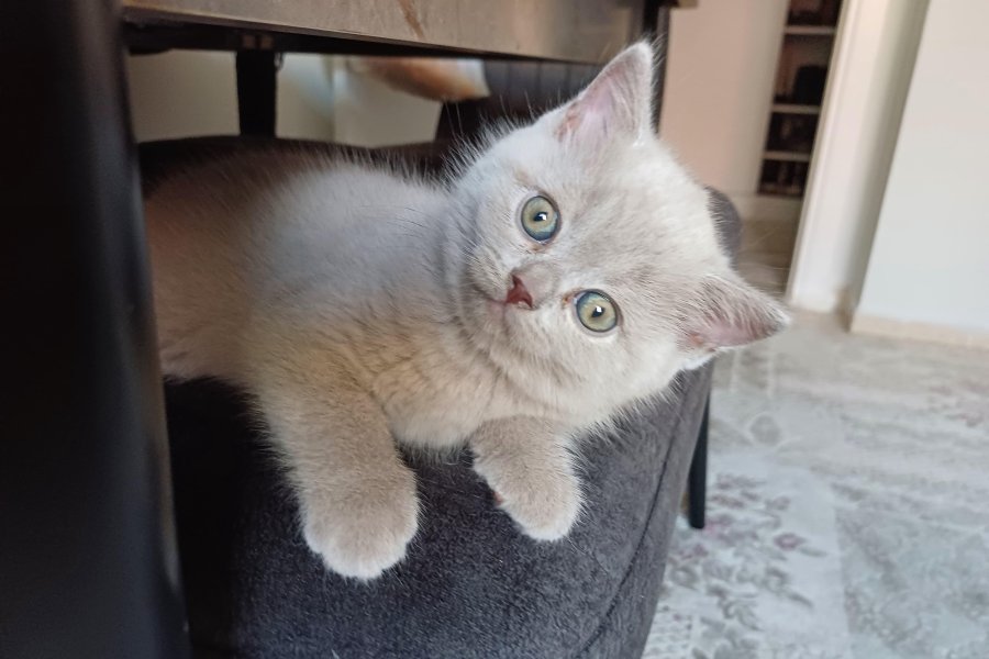 British shorthair safkan erkek yavrularımız 2