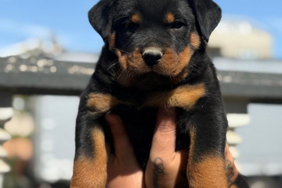 Rotweiler 2,5 aylık 1