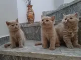 British shorthair safkan erkek yavrularımız
