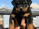 Rotweiler 2,5 aylık