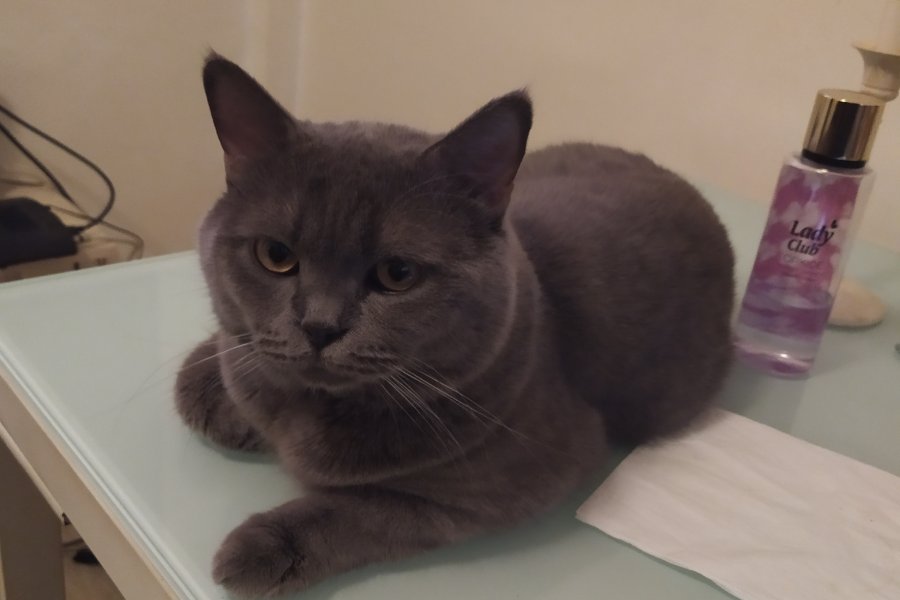 Safkan british shorthair oğluma acil eş 2