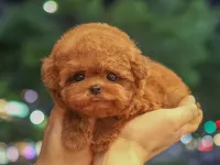 KOREAN TOY POODLE YAVRULARIM