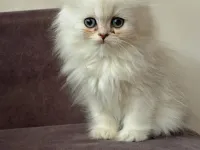Özel cins güzel yavruş kedimiz