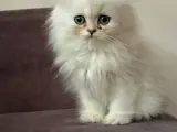 Özel cins güzel yavruş kedimiz