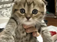 2 Aylık Sevimli Yavru Kedi — Yeni Yuvasını Arıyor ????