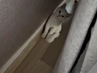 3 aylık yavru malzemeleriyle birlikte verilicektir