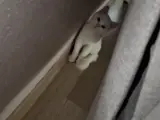 3 aylık yavru malzemeleriyle birlikte verilicektir