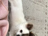 Küçük Cins Köpek Sahiplendirme