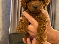 2 Aylık Erkek Toy Poodle Yavrusu