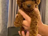 2 Aylık Erkek Toy Poodle Yavrusu