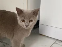 British shorthair kızımıza ücretsiz yuva