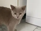 British shorthair kızımıza ücretsiz yuva