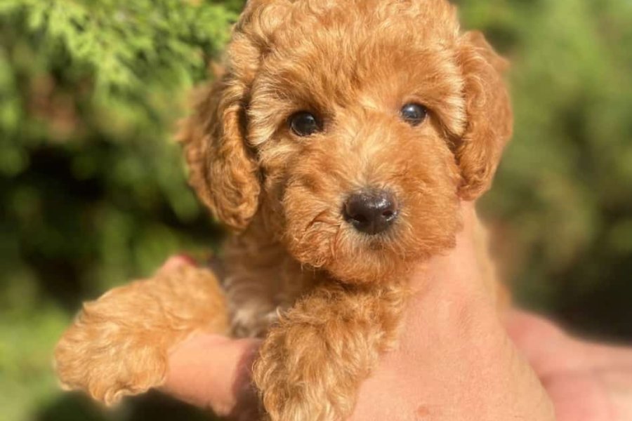 İki Sevimli Mini Poodle Yavrumuza Yuva Arıyoruz 6