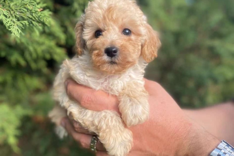 İki Sevimli Mini Poodle Yavrumuza Yuva Arıyoruz 5