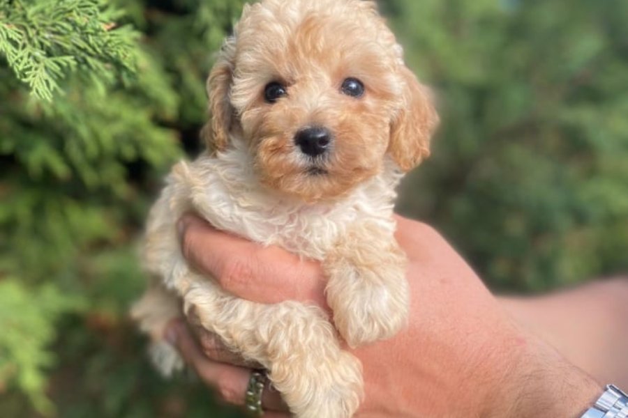 İki Sevimli Mini Poodle Yavrumuza Yuva Arıyoruz 4
