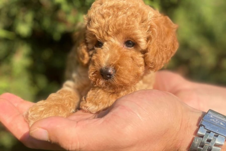 İki Sevimli Mini Poodle Yavrumuza Yuva Arıyoruz 3