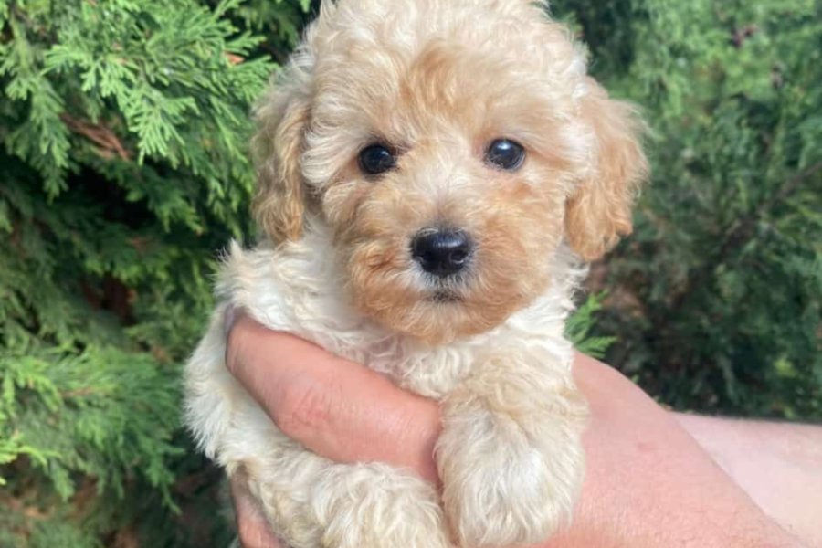 İki Sevimli Mini Poodle Yavrumuza Yuva Arıyoruz 2