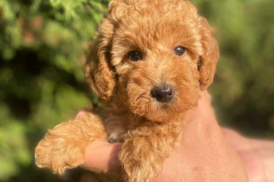 İki Sevimli Mini Poodle Yavrumuza Yuva Arıyoruz 1