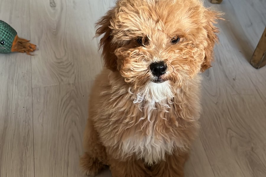 Sevimli Maltipoo Yavrumuza Sıcacık Bir Yuva Arıyoruz 3