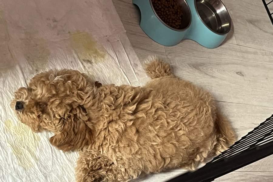 Sevimli Maltipoo Yavrumuza Sıcacık Bir Yuva Arıyoruz 4