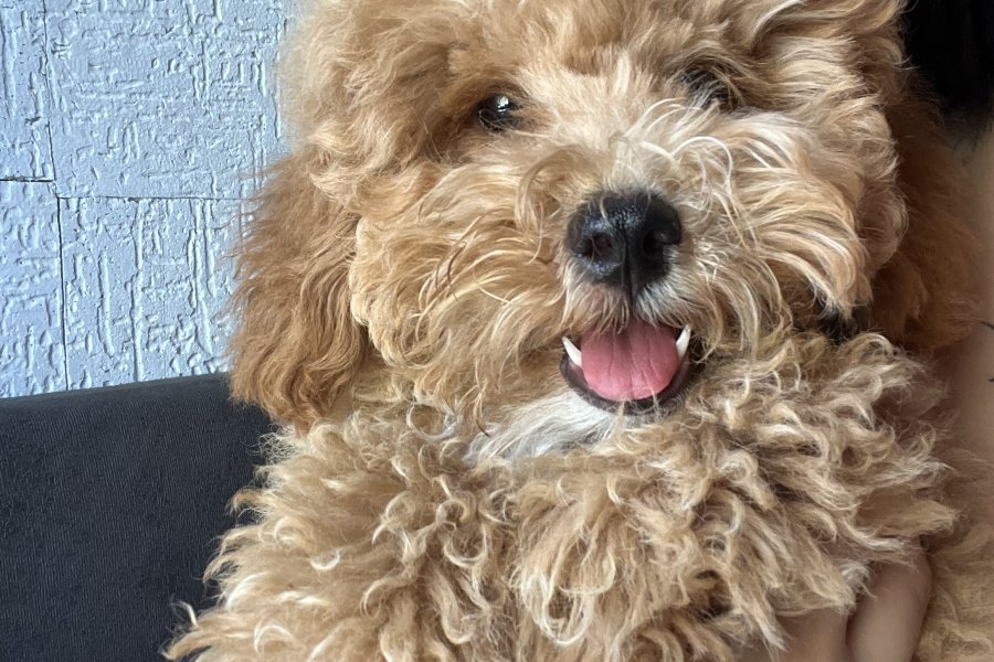 Sevimli Maltipoo Yavrumuza Sıcacık Bir Yuva Arıyoruz 2