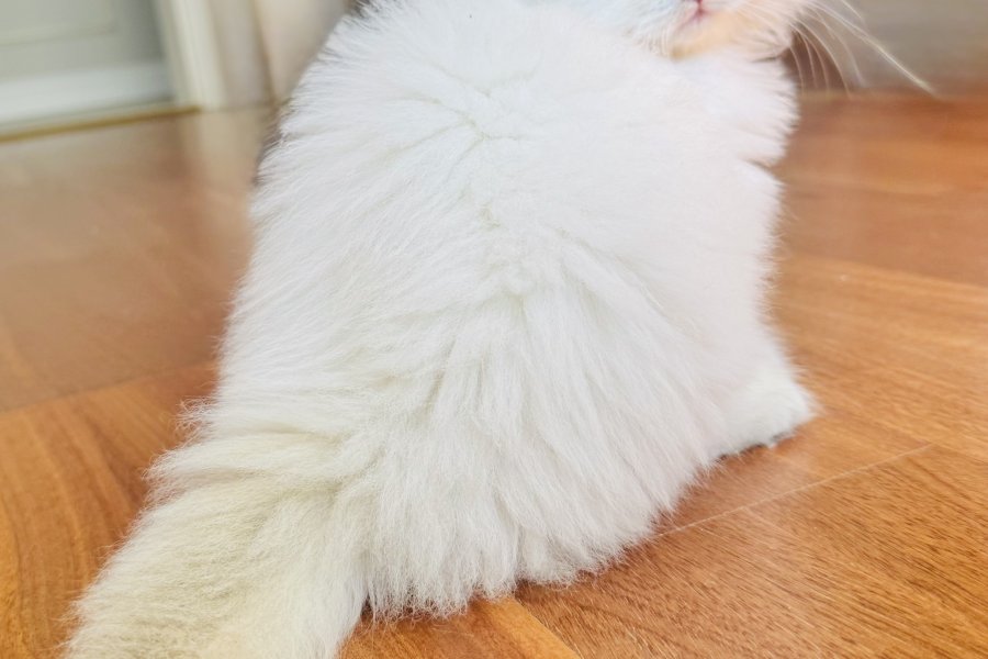 Safkan British longhair kedi 2