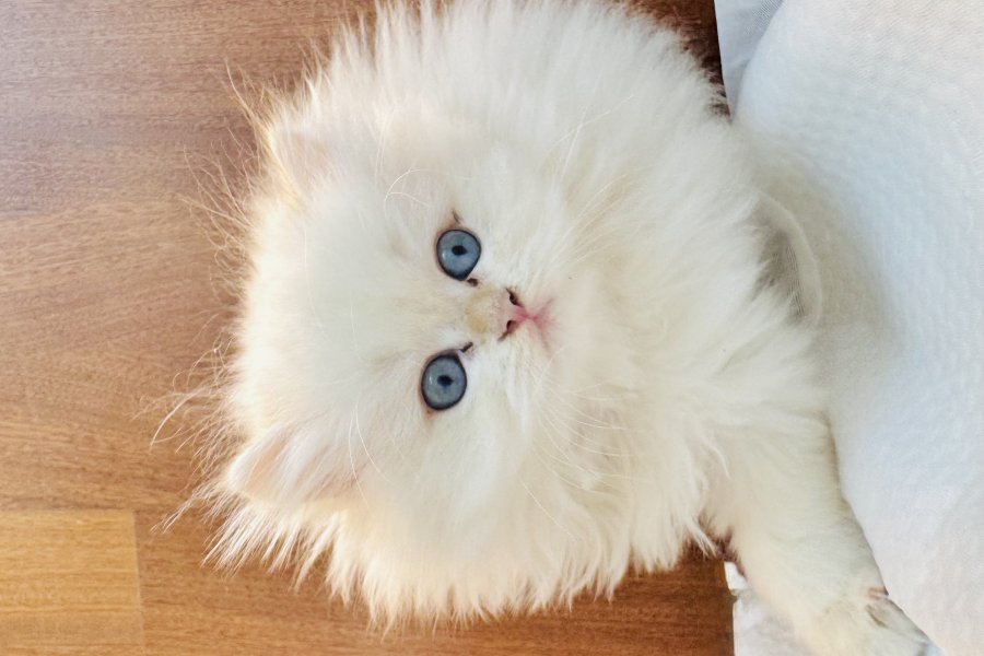 Safkan British longhair kedi 5