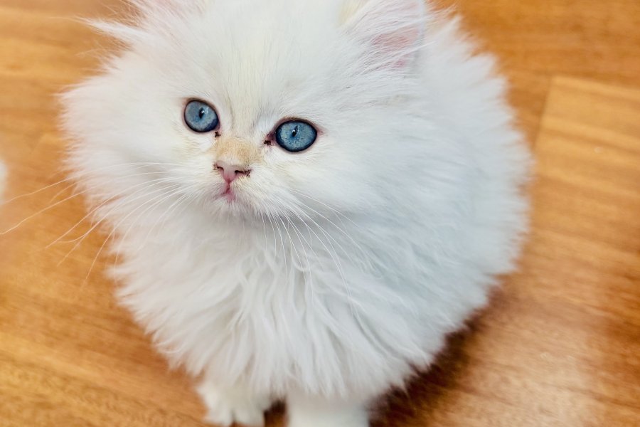 Safkan British longhair kedi 3