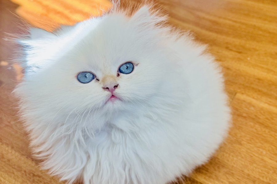Safkan British longhair kedi 4