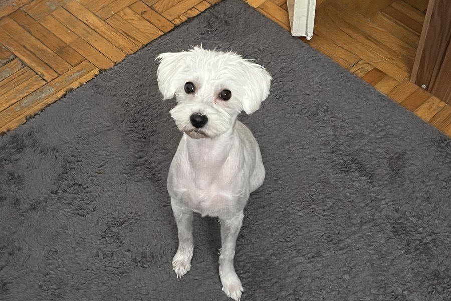 Maltese terrier 4