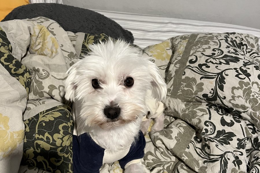 Maltese terrier 3