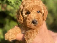 İki Sevimli Mini Poodle Yavrumuza Yuva Arıyoruz