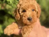 İki Sevimli Mini Poodle Yavrumuza Yuva Arıyoruz