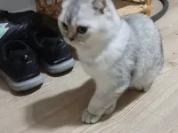 Orjınal brıtıs yavru uyguna