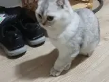 Orjınal brıtıs yavru uyguna