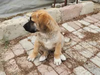Tosun paşaya yuva arıyoruz