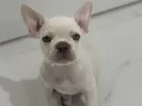 Sevecen French Bulldog Yavrumuz Yuva Arıyor