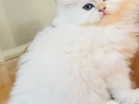 Safkan British longhair kedi