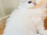 Safkan British longhair kedi