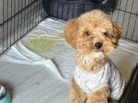 Sevimli Maltipoo Yavrumuza Sıcacık Bir Yuva Arıyoruz
