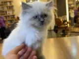 Sevimli British Longhair Yavrumuza Yuva Arıyoruz