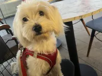 Maltese terrier