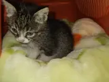 Sakin Tekir Kızımız Yeni Yuva Arıyor (ücretsiz)